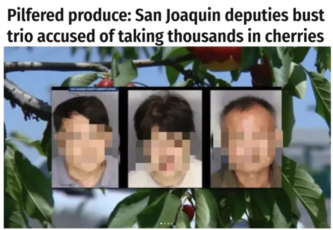 中国游客在美偷樱桃全被抓！面临重罪！加拿大华人急了