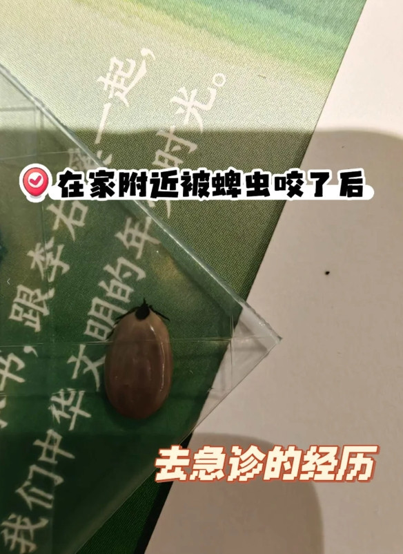 多伦多华人妈妈小区跳操被蜱虫咬！连夜急诊验血X光，账单吓人！