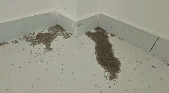 最高44.4℃ 河南大量蚊子被热死 密密麻麻(图)