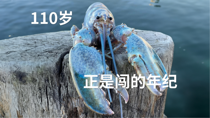 110岁龙虾重返大海 龙虾:你还是把我煮了吧(图)