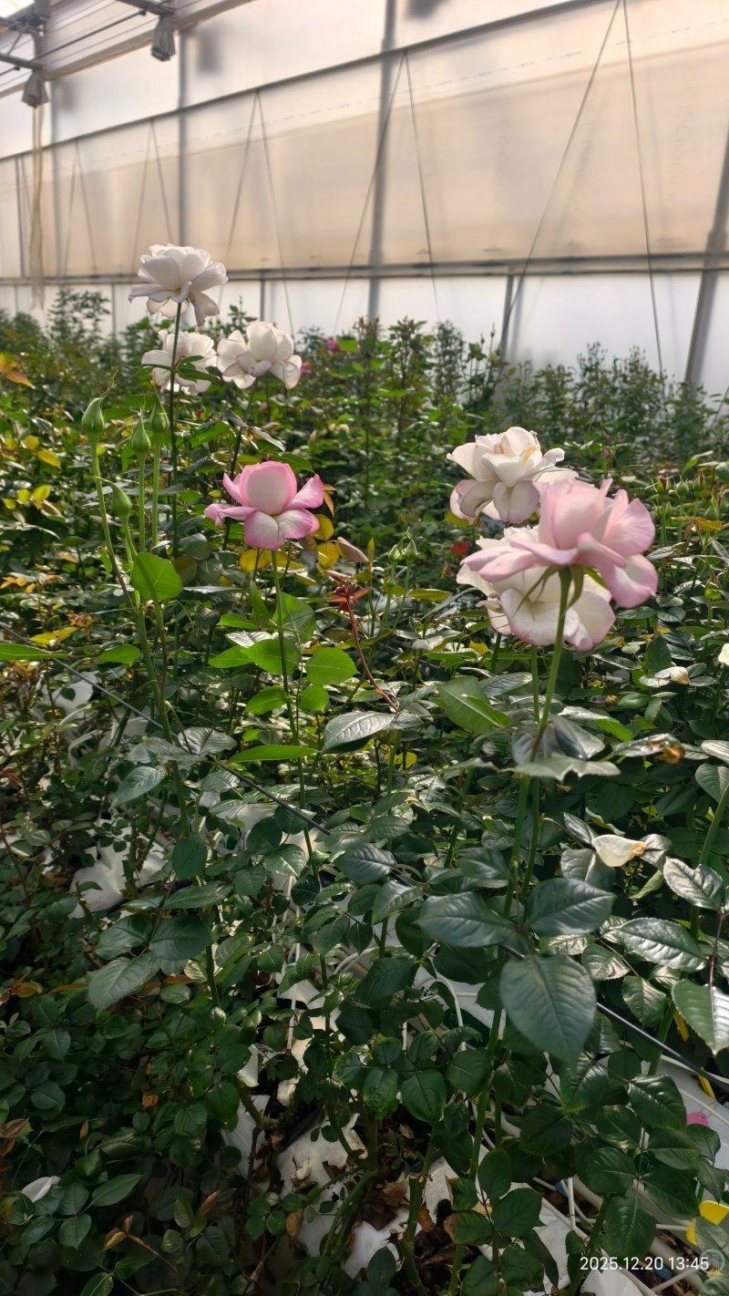 云南新品种月季征名 网搞笑留言让「二舅」刘宝华红了