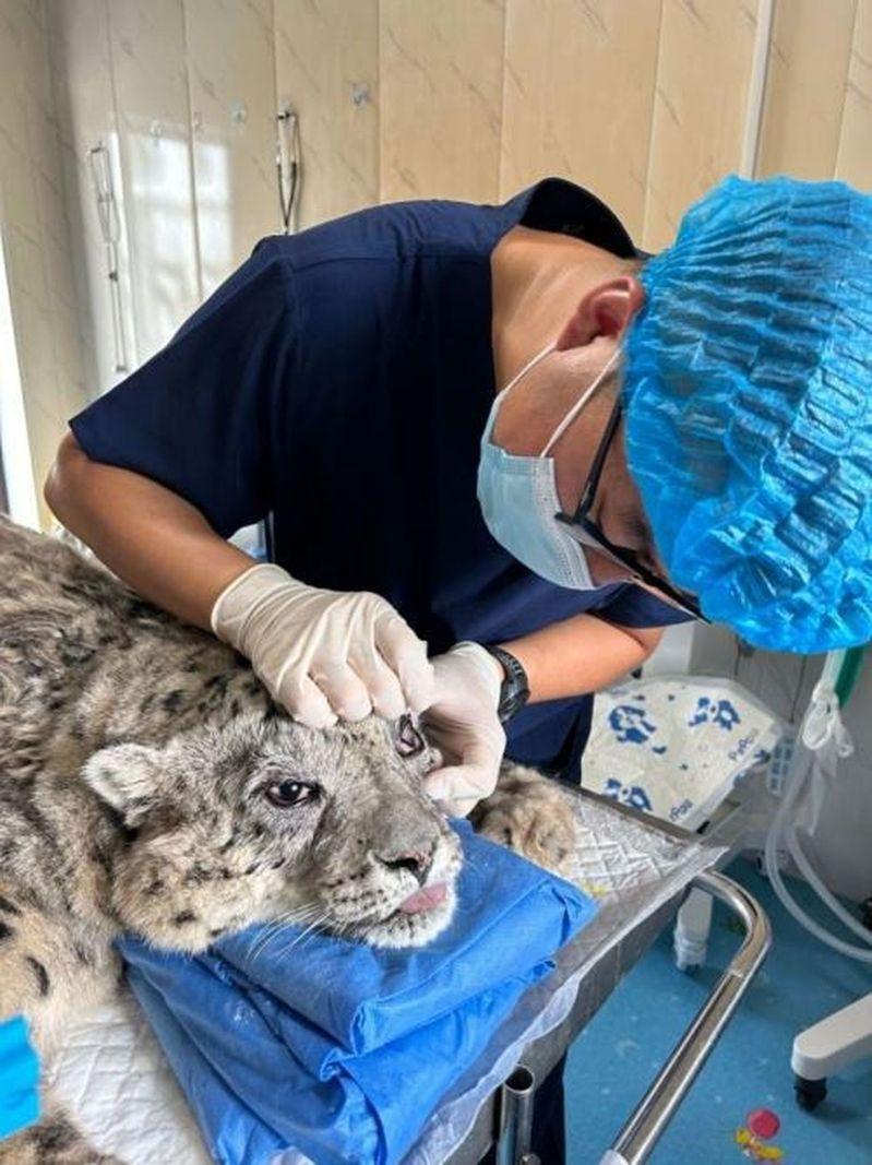 雪豹「凌寒」当年脑梗亡 西野园团队「一群男人哭得像傻子」