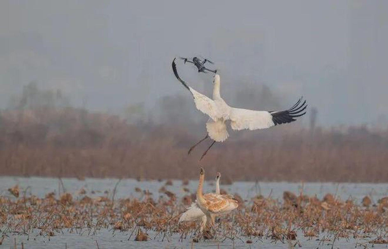 无人机「贴脸」挑衅 被杭州白鹤对决KO