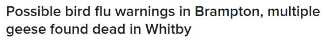 大多伦多爆发禽流感! 水禽接连死亡, 码头惊现10只大鹅尸体!